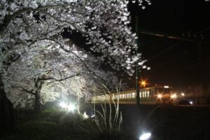 分水駅の桜並木のライトアップにあわせて4月17日と24日に初めて臨時列車の快速「分水夜桜号」運行