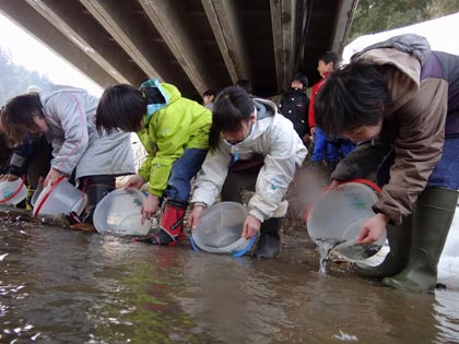  カムバックサーモン事業で7日、日端川でサケの稚魚2万5,000匹を放流する大浦小児童