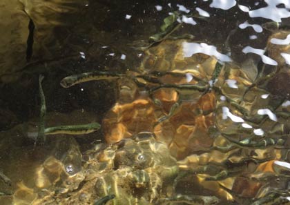  放流されて川を泳ぐ稚魚