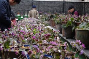 9、10の2日間、園芸ヌグリーで開かれている三条雪割草寿会の第14回雪割草展