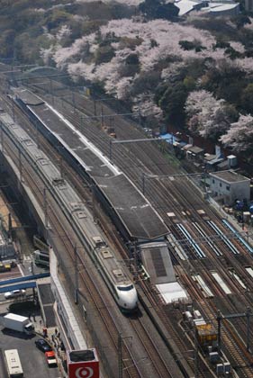 2009年4月6日、同じく東京・王子の「北とぴあ」から、奥の山は「飛鳥山」