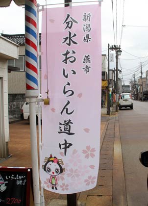 燕市分水地区・地蔵堂本町通りに並び始めた分水おいらん道中ののぼり旗