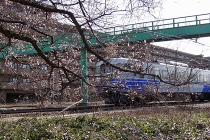 1分咲きから2分咲きていどでその向こうを列車が走る