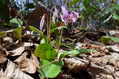 三条市のトリムの森で咲き始めたカタクリの花