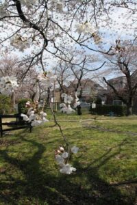 三条市・荒町ポンプ場のサクラ