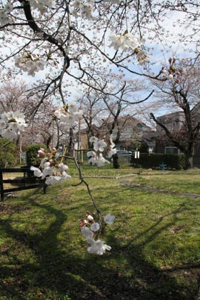  三条市・荒町ポンプ場のサクラ