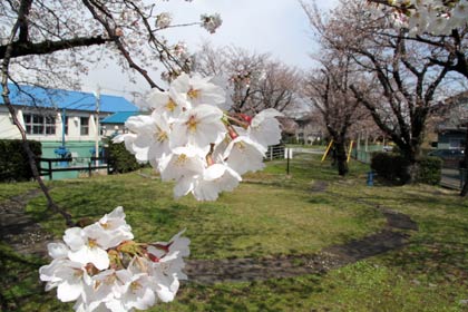 三条市・荒町ポンプ場のサクラ