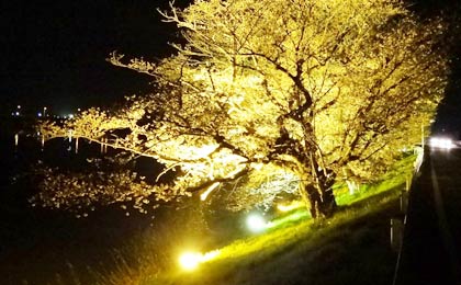 13日始まった燕消防署前の中ノ口川左岸のサクラのライトアップ