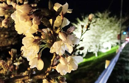 花が早い木では八分咲きに
