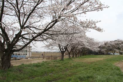 地域の人たちが花見スペースを開設するサクラ並木