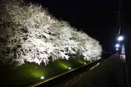 株式会社三条工機製作所が植えた水路沿いのサクラのライトアップ