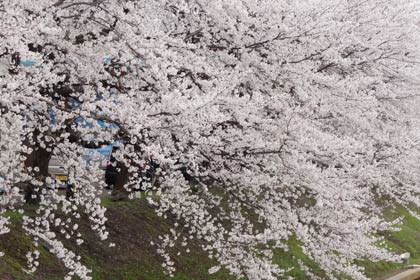  雲のようにびっしりと咲いた花