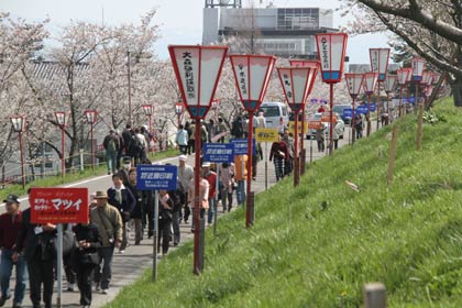 観光バスが到着するたびに大河津分水桜土手は観光客の行列が行き交う