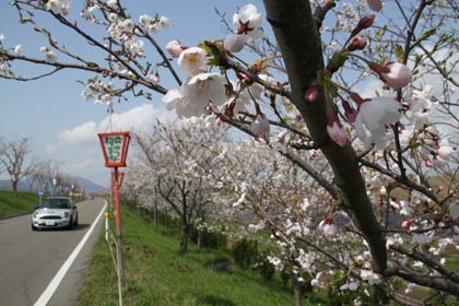 大河津分水桜土手のサクラはまだつぼみも残ってまさに見ごろに