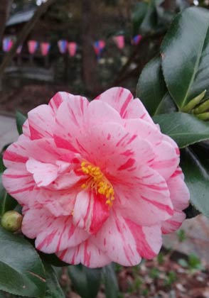 加茂山公園で花盛りのユキツバキ