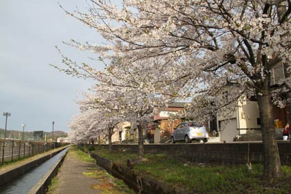 三条市月岡の団地から三条市総合運動公園へ続くサクラ並木はまだ散り始め