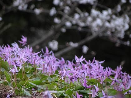 三条市下田地区の「北五百川の棚田」で咲くカタクリの花、その向こうに花が残るサクラ
