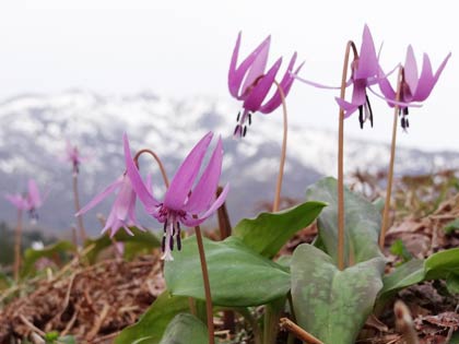 カタクリの花の向こうに粟ヶ岳の残雪