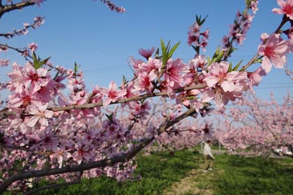 三条市大島地区の畑ではモモの花が満開