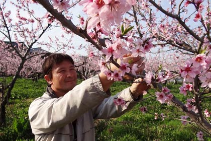 桃の花を摘んで間引く石田フルーツガーデンの石田さん