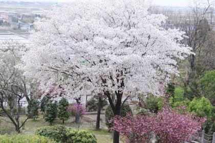  保内公園のサクラ