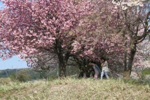 三条市長嶺地内のヤエザクラの並木が満開、見物の人が切れ目ない