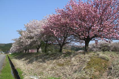 三条市長嶺地内のヤエザクラの並木