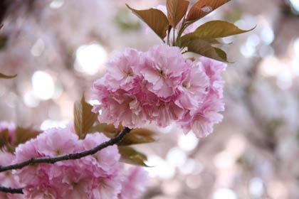 幾重にも花びらを重ねて重たいくらいに見えるヤエザクラの花