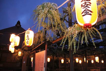  ちょうちんがともった「八王寺の白藤」は開花始まる