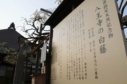 八王寺大白藤保勝会が昨年、新調した「八王寺の白藤」の説明看板