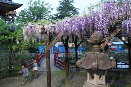 八幡宮境内の弁天島のフジは五分咲き以上