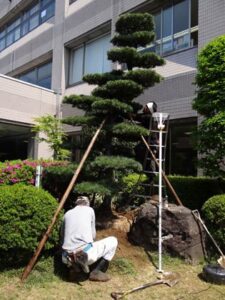 三条市の避難所に避難していた人など有志の寄付で三条市総合福祉センターに植栽されたゴヨウマツ
