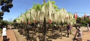 見ごろを迎えた安了寺の「八王寺の白藤」