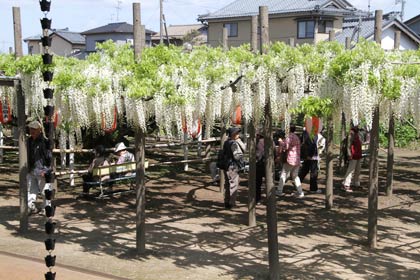 滝のごとく花がこぼれるように咲く