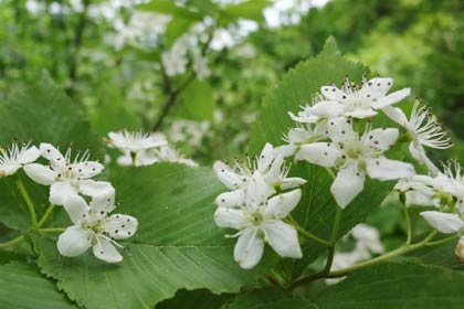ヒメサユリの小径に咲く山草
