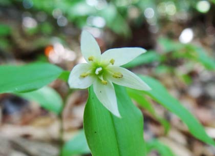  ヒメサユリの小径に咲く山草