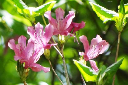  ヒメサユリの小径に咲く山草