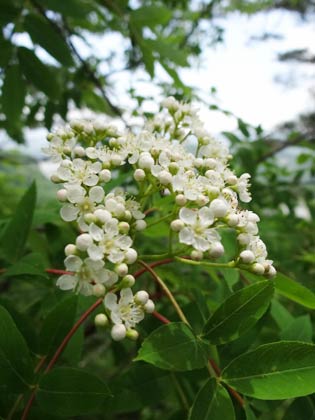  ヒメサユリの小径に咲く山草