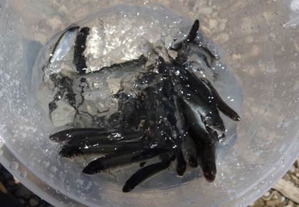 アユの稚魚