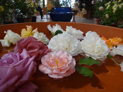 水盤に浮かぶバラの花
