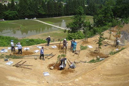適当な間隔を置いて苗木を植える