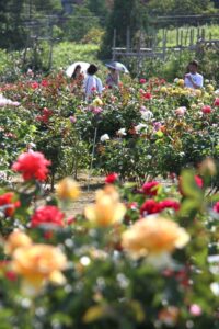 品種は県内のバラ園でも最多の約600種、1,200株のバラが植栽された旧岩室の「お杉ばら園」が春の花の見ごろ