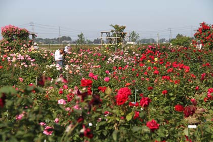 色鮮やかな花がずらりと咲く