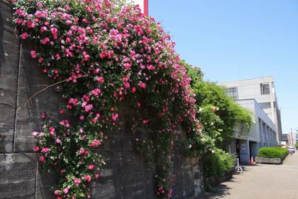 三条市役所本庁舎・低層棟上の「市民の広場」でバラの花が咲く