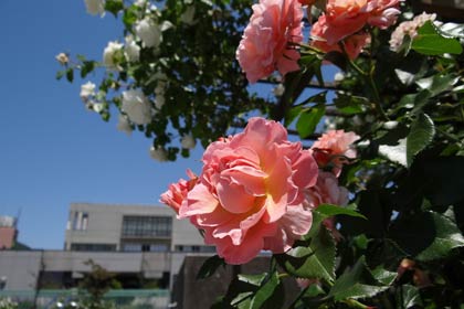 青空の下で咲く色とりどりのバラの花