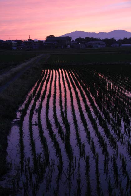  9日夕方の三条市上須頃地内の田んぼ、夕焼け空を映す水面にイネがストライプを描く