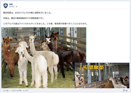 三条に来た3頭のアルパカのうち1頭は税関のフェイスブックページに掲載されたアルパカだった