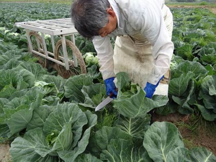 早朝、春キャベツの収穫を行う伊部さん