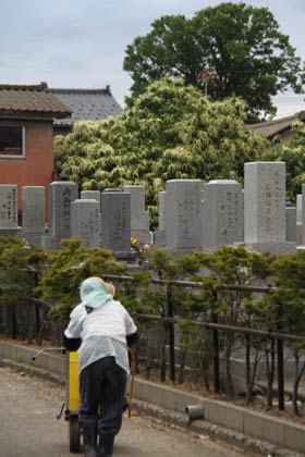  三条市上須頃で墓石の上に見えるのが花を咲かせているクリ
