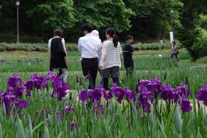 16日から30日まで「花菖蒲まつり」が開かれているしらさぎ森林公園